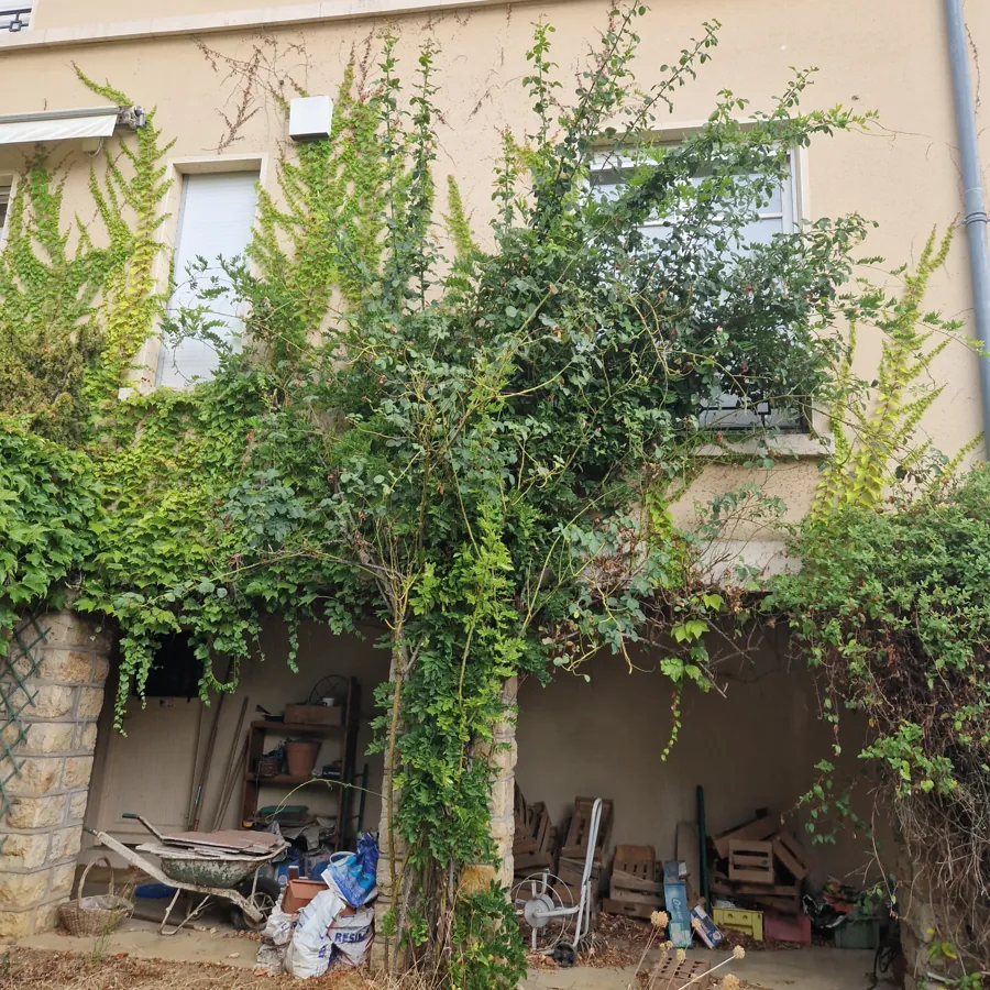 Végétation grimpante et arbuste devant les fenêtres d’une façade